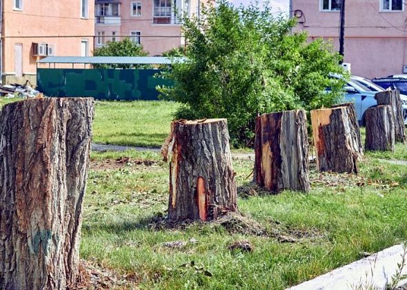 Подвели итоги аукциона на валку деревьев: экономия составила более 400 тысяч рублей