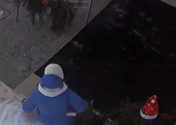 Горожанка украла новогодний колпак с елочки у музшколы. И попала на видео