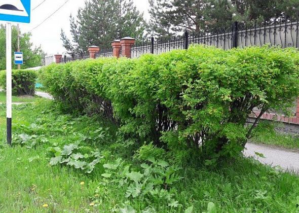 Ищут подрядчика для удаления поросли за 330 тысяч рублей