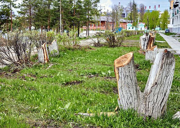 Блог. Александр Меркер: "В чем главная ценность деревьев в городе?"