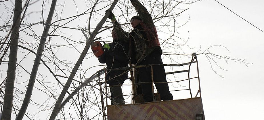 Конкурс на валку деревьев в городе выиграла местная фирма