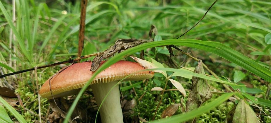 За август в лесах под Краснотурьинском терялись шестеро грибников и ягодников