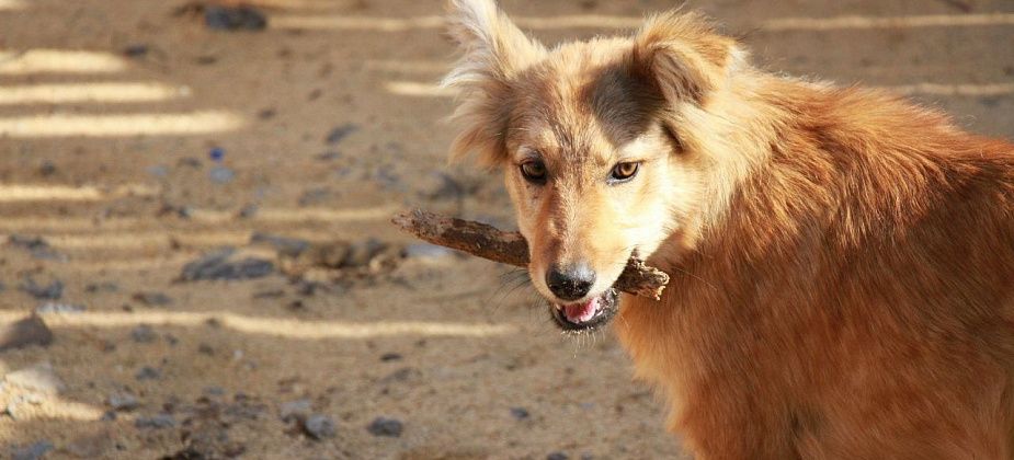 Свердловская область — среди лидеров по заболеваемости бешенством среди животных