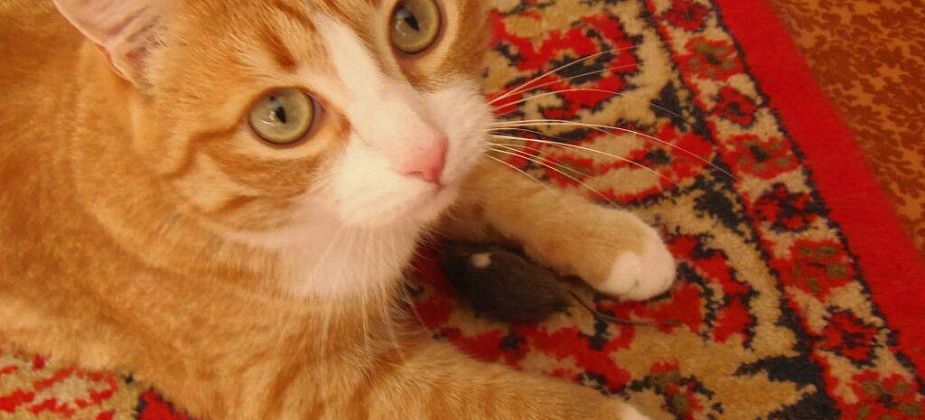 В садах №3 из «воздушки» застрелили домашнего кота. Это не первый случай в этом районе