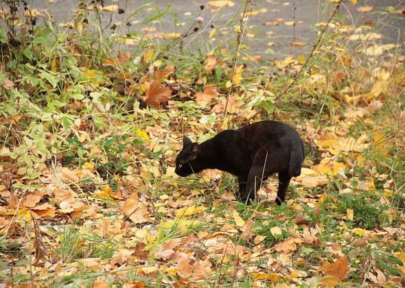 «Прохладная и неустойчивая». Какая погода будет на севере региона в конце сентября и начале октября