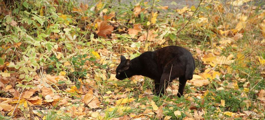 «Прохладная и неустойчивая». Какая погода будет на севере региона в конце сентября и начале октября