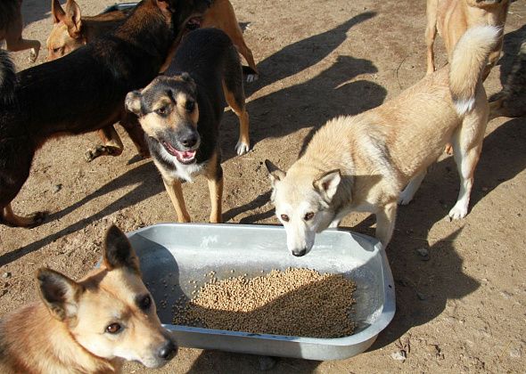 Воспитанники “Юного техника” собирают гуманитарную помощь для животных из приютов