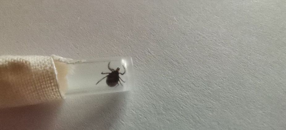 Клещи покусали почти 450 краснотурьинцев. Боррелиоз диагностирован у 16 пострадавших