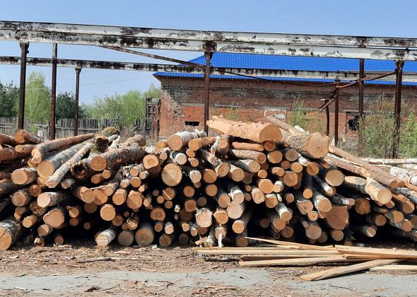 Мэрия вновь продает более полутора тысяч кубов древесины. Купить их можно и за 100 рублей