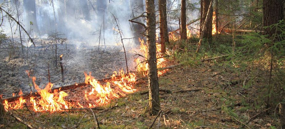 В Краснотурьинске вновь запретили ходить в лес и разжигать костры