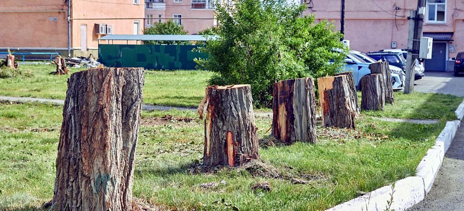 “Изуродовали двор”. Горожанка возмущена вырубкой деревьев