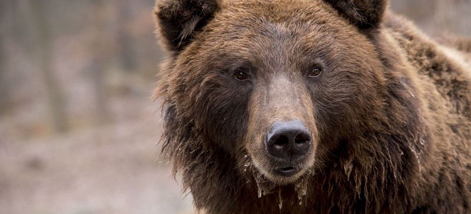 В районе коллективных садов под Краснотурьинском видели медведицу с детенышами