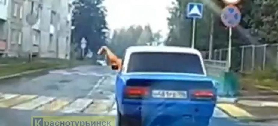 Полиция не стала наказывать водителя, который выбросил мусор из окна машины 