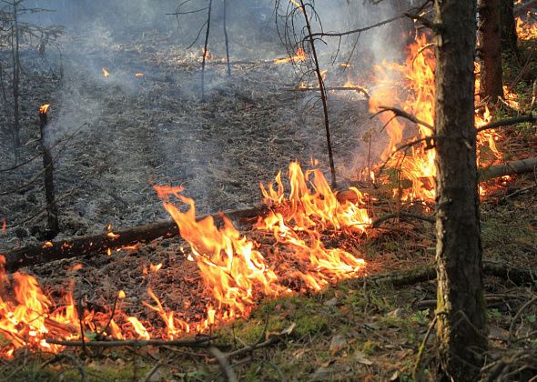 В Краснотурьинске запретили посещение лесов 