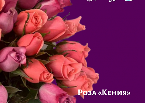 Розы по 35 рублей в салонах цветов и подарков «Букетик»