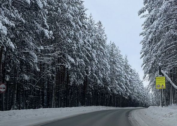 Стало известно, как забрать елочку из леса и не получить штраф