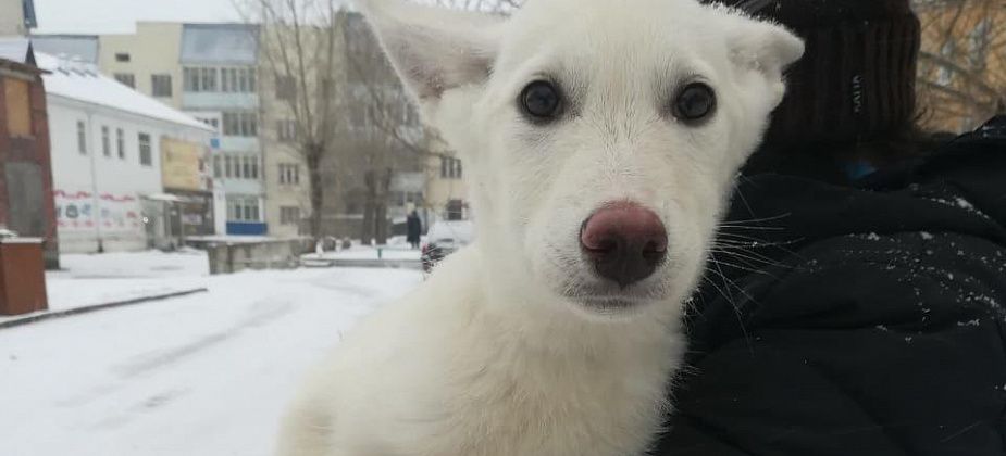 Гибель полугодовалого щенка: мнения волонтеров и хозяев собаки. Что скажет полиция?