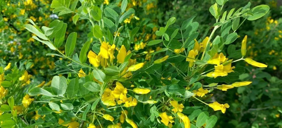 «Заплакала, увидев фото желтой акации»