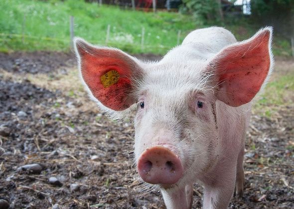 В городе начали мониторинг поголовья свиней. Это связано со вспышкой африканской чумы в Карпинске