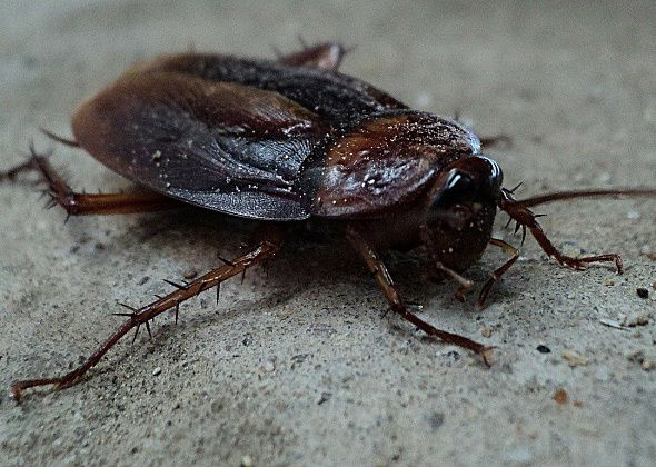 В городе ожидается нашествие тараканов