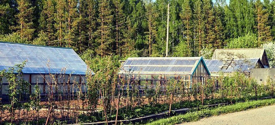 Дачный июнь: картошка, прополка, подкормка и другое 