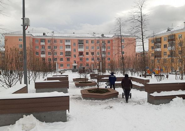 Говорят, что можно. Строители Тихомировского парка высаживают деревья в снег