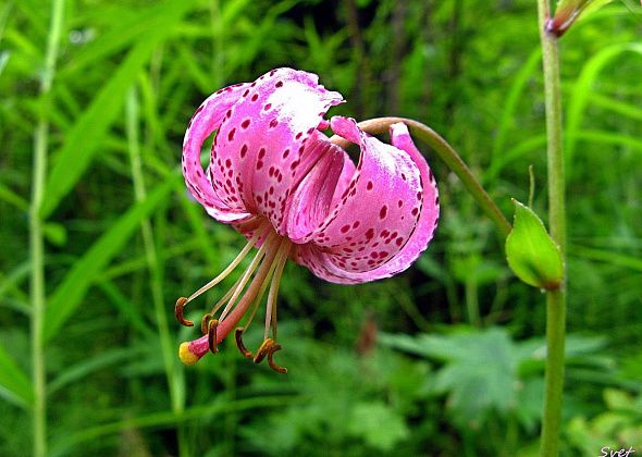 Ликбез по растениям: лилия саранка