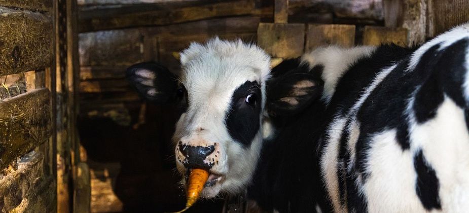 Знакомьтесь с символом года!