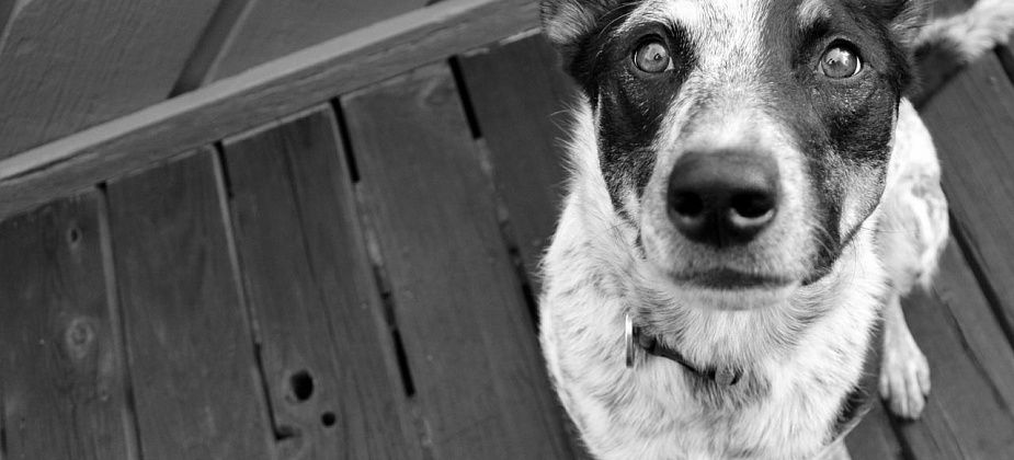 Пса били, душили и топили в канализации...