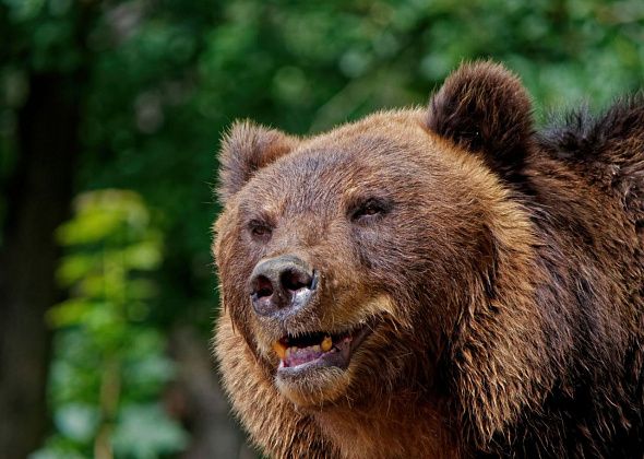 Косолапые продолжают выходить в окрестности Краснотурьинска
