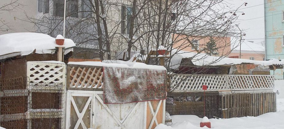 Щенки за досками: решение суда о сносе уперлось в закрытую дверь