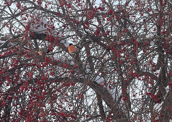 Март на севере области начнется 30-градусными морозами 