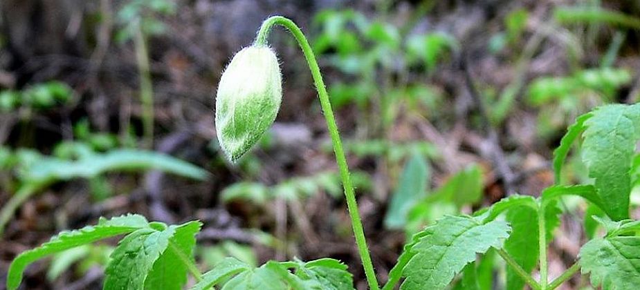 Блог. Александр Меркер: «Ликбез по растениям. Княжик сибирский»