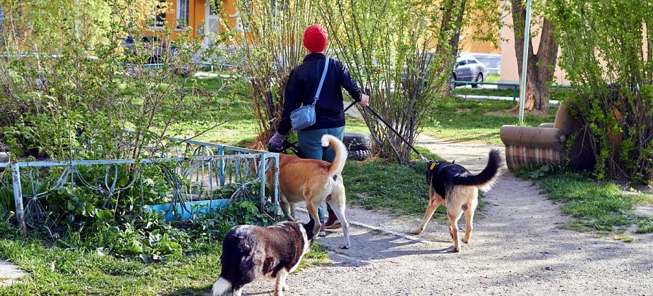 Пенсионер жалуется на собак и соседок, которые их кормят: "один из псов облаял мужика, а потом на меня накинулся"