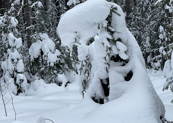 Белка, танцы, масло, мясо… Здравствуй, Новый год!