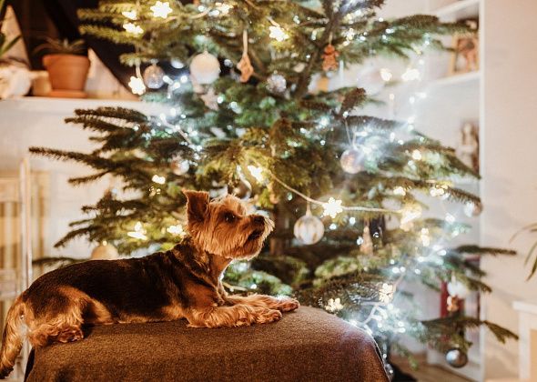 Звериный стресс: от чего страдают домашние животные во время праздников?