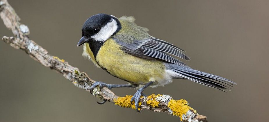 В Краснотурьинске отметили Всероссийский день синички