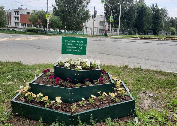 В Краснотурьинске стали реже воровать рассаду с клумб