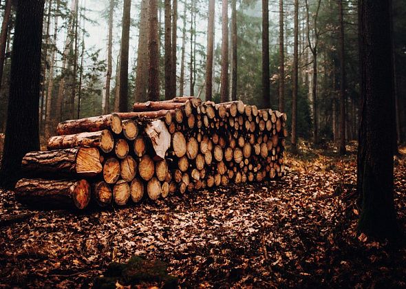 В суд направлено два уголовных дела, возбужденных по статье за незаконную рубку леса