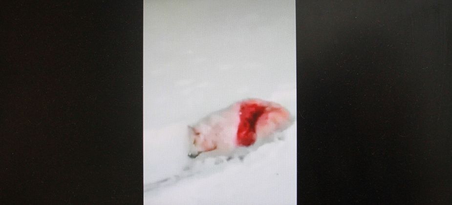 В ивдельском Лозьвинском волки задрали собаку. В центре поселка...