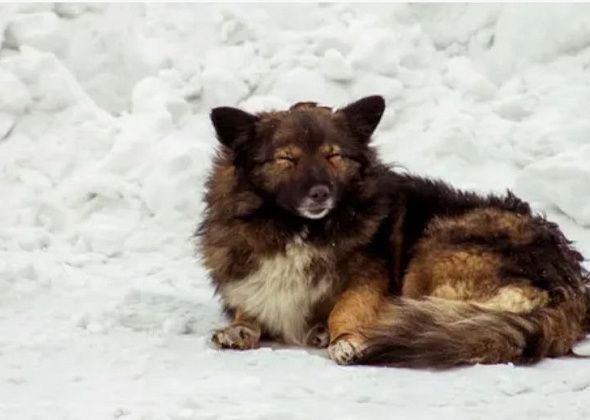 Власти Краснотурьинска ищут подрядчика для работы с безнадзорными животными