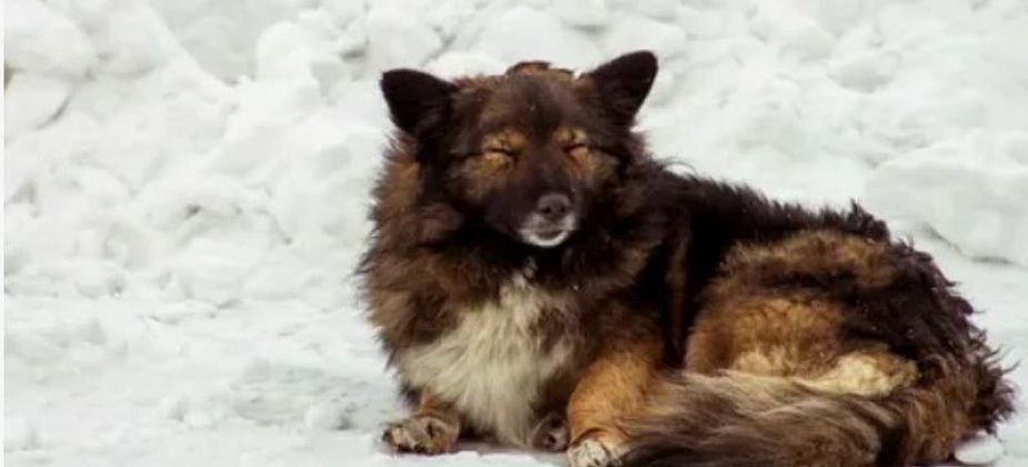 Власти Краснотурьинска ищут подрядчика для работы с безнадзорными животными