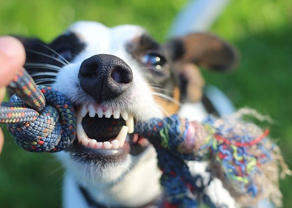 Белоснежная улыбка у хвостатых: зачем собаке чистить зубы и как это ввести в привычку