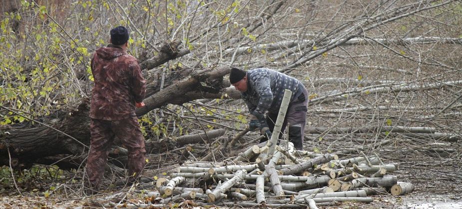 Подрезать и валить деревья в Краснотурьинске будет ИП Осинцев