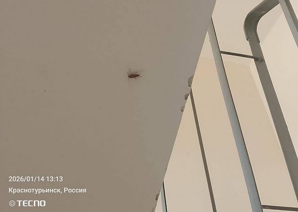 «Лезут прямо через дверь»: горожанка из нового дома рассказала о нашествии... тараканов