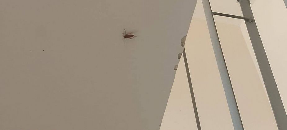 «Лезут прямо через дверь»: горожанка из нового дома рассказала о нашествии... тараканов