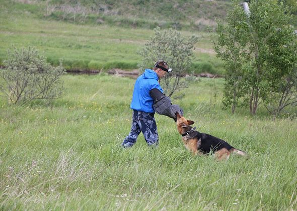 С собакой на «ты»: в Краснотурьинске прошли соревнования по дрессировке 