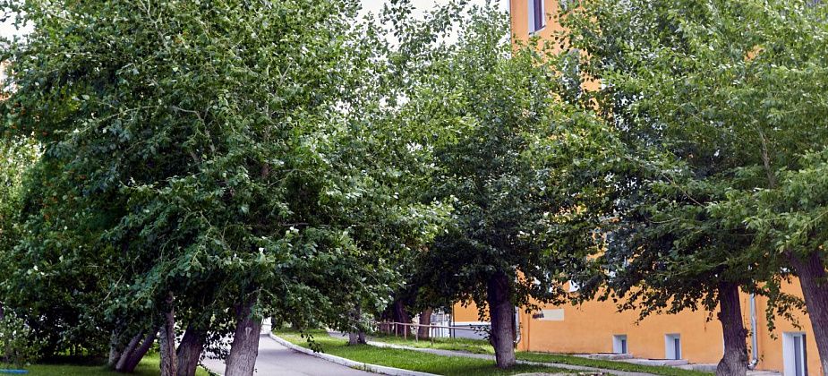 «Они там ни к чему». Тополя у парка Тихомирова могут выкорчевать