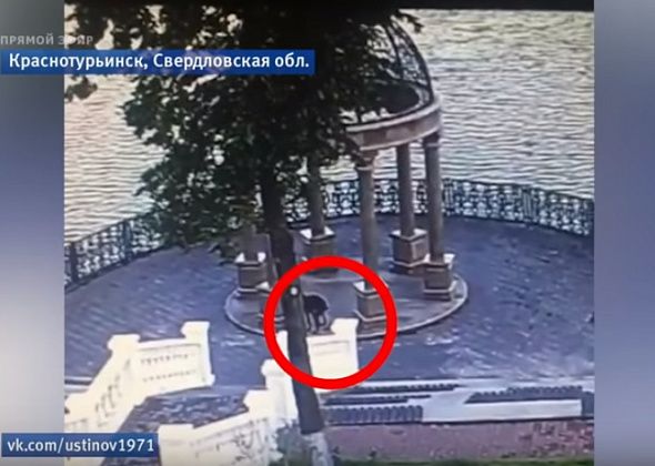 Хозяйку какающей на набережной собаки оштрафовали 