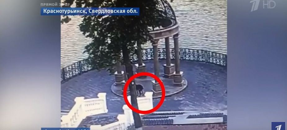 Хозяйку какающей на набережной собаки оштрафовали 
